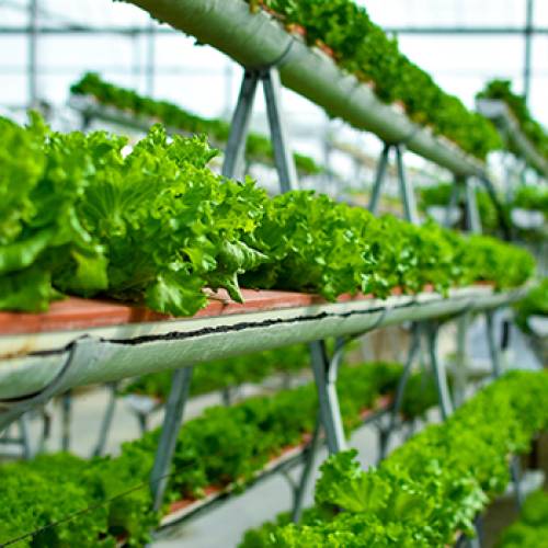Hydroponics agriculture