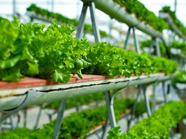 Hydroponics agriculture