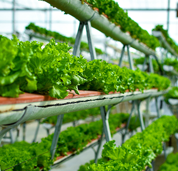 Hydroponics agriculture