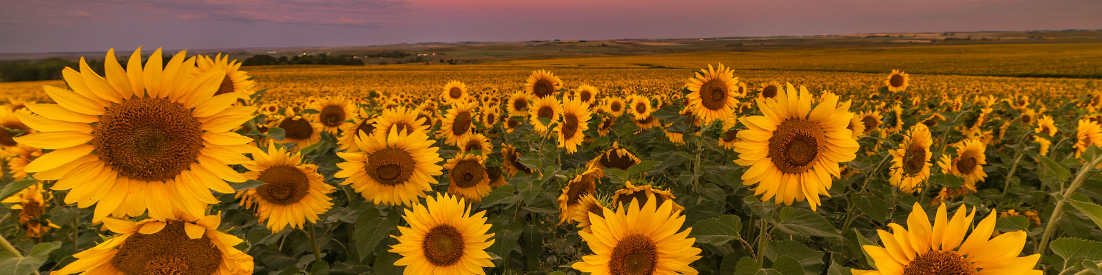 Sunflowers at sunset