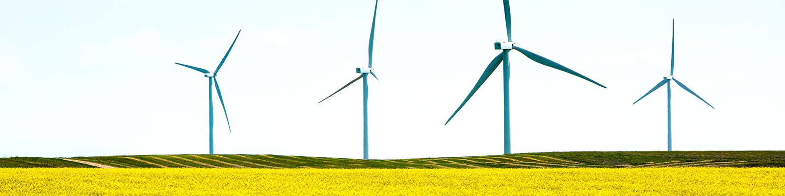 Wind farm and canola field