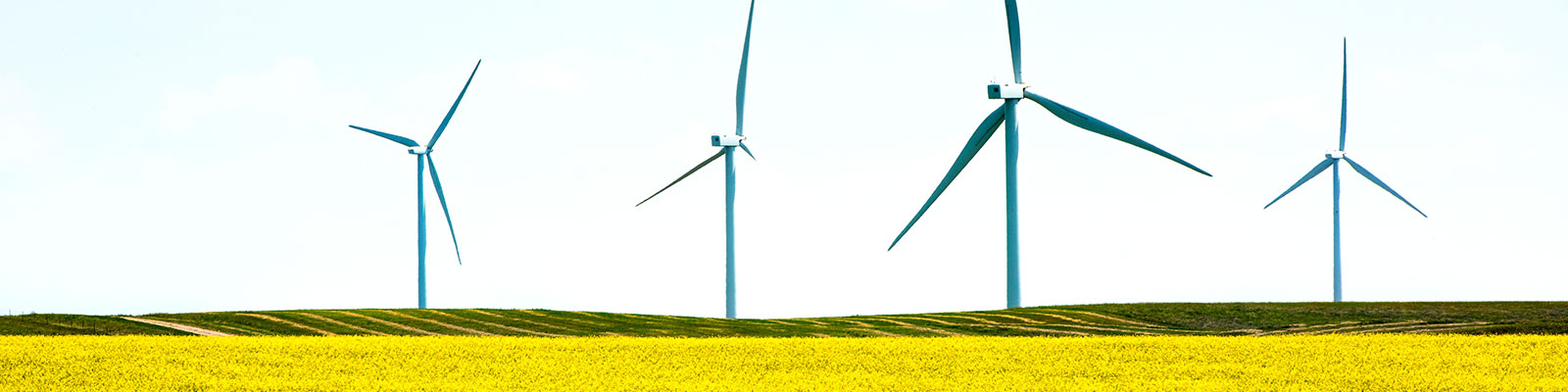 https://www.commerce.nd.gov/sites/www/files/documents/ED%26F/Images%20for%20ED%26F/EDF_WindFarmCanola_Header.jpg